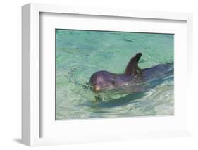 Dolphin in the Ocean, Roatan Island, Honduras-Keren Su-Framed Photographic Print