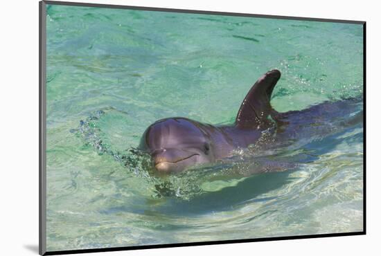 Dolphin in the Ocean, Roatan Island, Honduras-Keren Su-Mounted Photographic Print