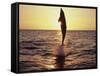 Dolphin Jumping from Water-Stuart Westmorland-Framed Stretched Canvas