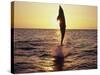 Dolphin Jumping from Water-Stuart Westmorland-Stretched Canvas