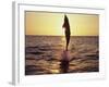 Dolphin Jumping from Water-Stuart Westmorland-Framed Photographic Print