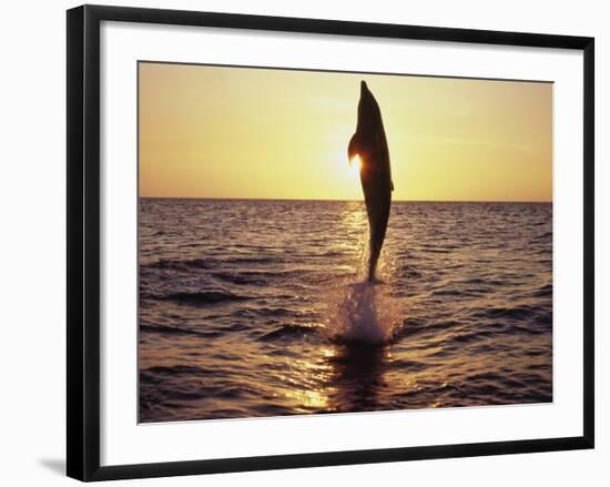 Dolphin Jumping from Water-Stuart Westmorland-Framed Photographic Print