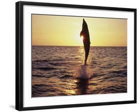 Dolphin Jumping from Water-Stuart Westmorland-Framed Photographic Print