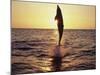 Dolphin Jumping from Water-Stuart Westmorland-Mounted Photographic Print