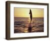 Dolphin Jumping from Water-Stuart Westmorland-Framed Photographic Print