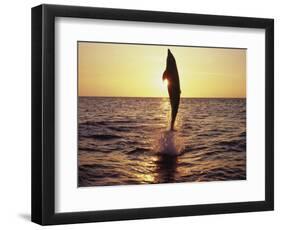 Dolphin Jumping from Water-Stuart Westmorland-Framed Photographic Print