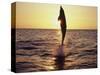 Dolphin Jumping from Water-Stuart Westmorland-Stretched Canvas