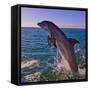 Dolphin Leaping from Sea, Roatan Island, Honduras-Keren Su-Framed Stretched Canvas