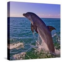 Dolphin Leaping from Sea, Roatan Island, Honduras-Keren Su-Stretched Canvas