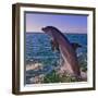 Dolphin Leaping from Sea, Roatan Island, Honduras-Keren Su-Framed Photographic Print