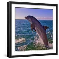 Dolphin Leaping from Sea, Roatan Island, Honduras-Keren Su-Framed Photographic Print