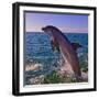 Dolphin Leaping from Sea, Roatan Island, Honduras-Keren Su-Framed Photographic Print