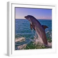 Dolphin Leaping from Sea, Roatan Island, Honduras-Keren Su-Framed Photographic Print