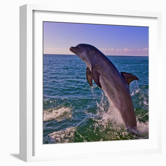 Dolphin Leaping from Sea, Roatan Island, Honduras-Keren Su-Framed Photographic Print