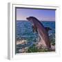 Dolphin Leaping from Sea, Roatan Island, Honduras-Keren Su-Framed Photographic Print