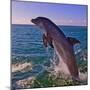 Dolphin Leaping from Sea, Roatan Island, Honduras-Keren Su-Mounted Photographic Print