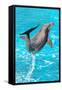 Dolphin Plays In Pool-Michal Bednarek-Framed Stretched Canvas