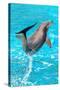 Dolphin Plays In Pool-Michal Bednarek-Stretched Canvas