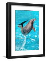 Dolphin Plays In Pool-Michal Bednarek-Framed Photographic Print