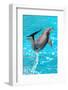 Dolphin Plays In Pool-Michal Bednarek-Framed Photographic Print