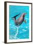 Dolphin Plays In Pool-Michal Bednarek-Framed Photographic Print