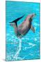 Dolphin Plays In Pool-Michal Bednarek-Mounted Photographic Print