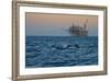 Dolphin Pod Leap Near Oil Derrick, Catalina Channel, California, USA-Peter Bennett-Framed Photographic Print