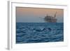 Dolphin Pod Leap Near Oil Derrick, Catalina Channel, California, USA-Peter Bennett-Framed Photographic Print