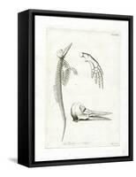 Dolphin Skeleton-null-Framed Stretched Canvas