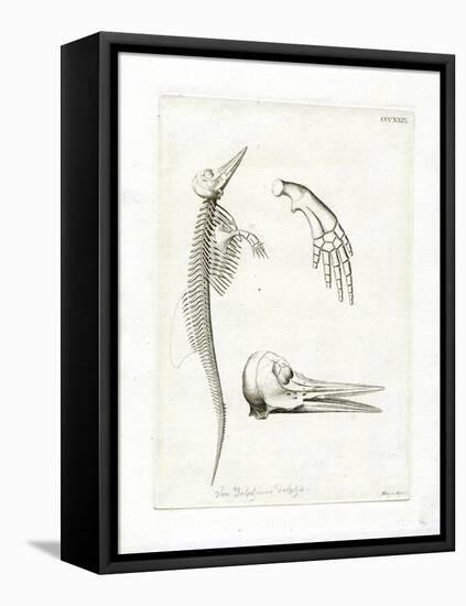 Dolphin Skeleton-null-Framed Stretched Canvas