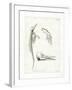 Dolphin Skeleton-null-Framed Giclee Print