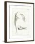 Dolphin Skeleton-null-Framed Giclee Print