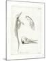 Dolphin Skeleton-null-Mounted Giclee Print