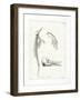 Dolphin Skeleton-null-Framed Giclee Print