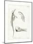 Dolphin Skeleton-null-Mounted Giclee Print