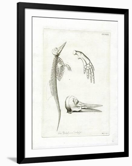 Dolphin Skeleton-null-Framed Giclee Print