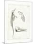 Dolphin Skeleton-null-Mounted Giclee Print