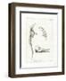 Dolphin Skeleton-null-Framed Premium Giclee Print