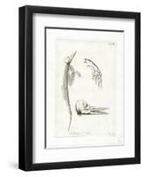 Dolphin Skeleton-null-Framed Premium Giclee Print