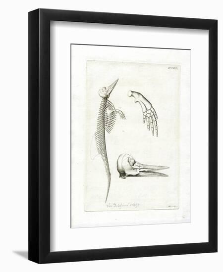 Dolphin Skeleton-null-Framed Premium Giclee Print