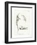 Dolphin Skeleton-null-Framed Premium Giclee Print