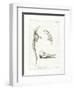 Dolphin Skeleton-null-Framed Premium Giclee Print