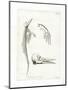 Dolphin Skeleton-null-Mounted Premium Giclee Print