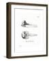 Dolphin Skull-null-Framed Premium Giclee Print