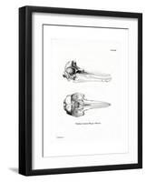 Dolphin Skull-null-Framed Premium Giclee Print