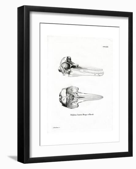 Dolphin Skull-null-Framed Premium Giclee Print