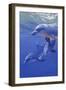 Dolphin Smile-Graeme Stevenson-Framed Giclee Print