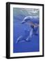 Dolphin Smile-Graeme Stevenson-Framed Giclee Print