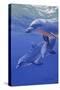Dolphin Smile-Graeme Stevenson-Stretched Canvas