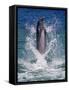 Dolphin Standing Above Water, Roatan Island, Honduras-Keren Su-Framed Stretched Canvas